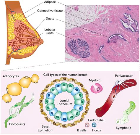 Breasts: Anatomy, Types, and Conditions